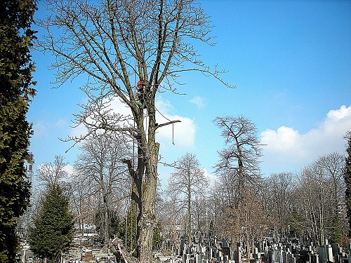wycinka-drzew-cmentarz